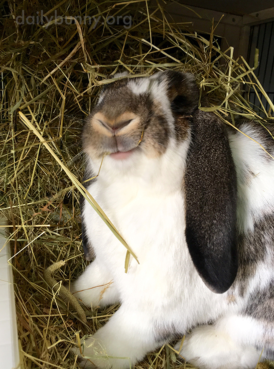 Bunny Is in Hay Heaven