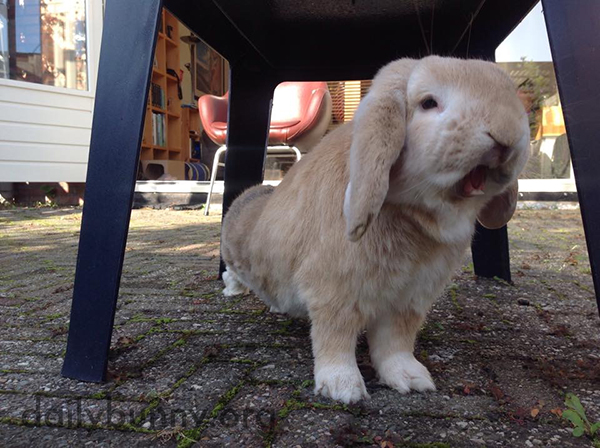 Bunny Has a Major Stretch and Yawn