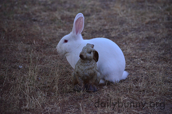 Bunny Finds a Familiar Face in the Yard