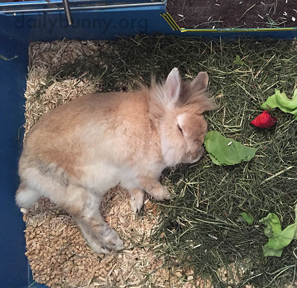 Bunny Falls Asleep Among His Food