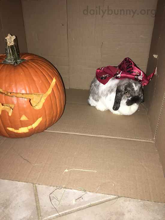 It's the Daily Bunny's Halloween 2016 Post! 1
