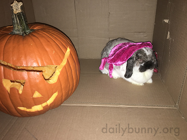 It's the Daily Bunny's Halloween 2016 Post! 2