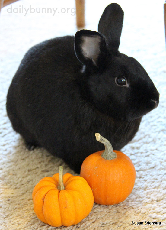It's the Daily Bunny's Halloween 2016 Post! 4