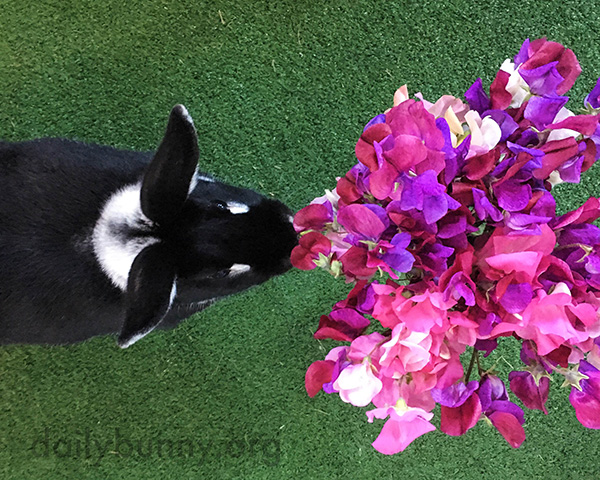 Bunny Stops to Smell the Flowers