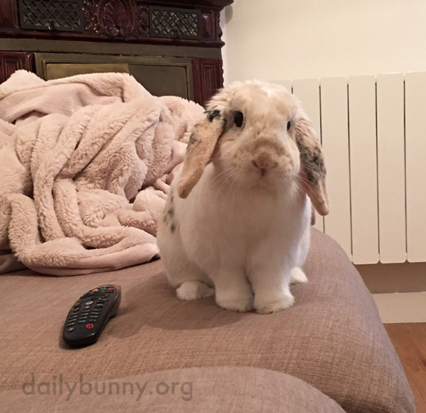Bunny's in Charge of the Remote Today