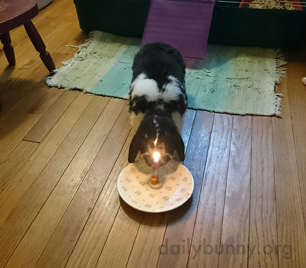 Bunny Is About to Enjoy a Bunny-Sized Birthday "Cake"