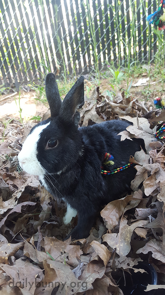Bunny Has a Good Time Playing in the Leaves