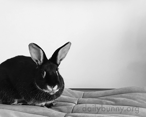 Bunny Is Always Ready to Explore New Surfaces and Textures