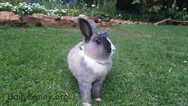 Bunny Marks the Arrival of Spring with a Flower Crown