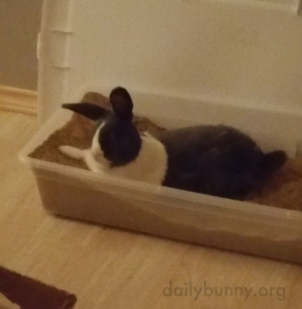 Bunny Relaxes in His Digging Box