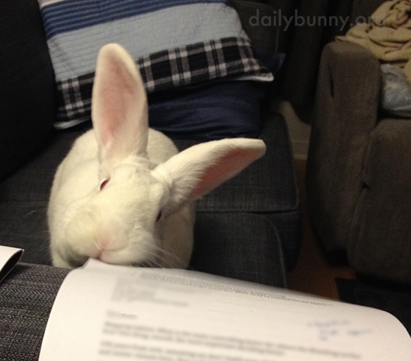 Bunny Helps with Paperwork