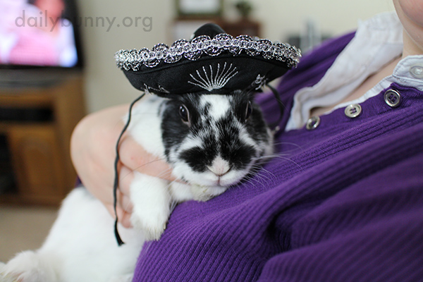 Bunny's Sombrero Matches Her Fur