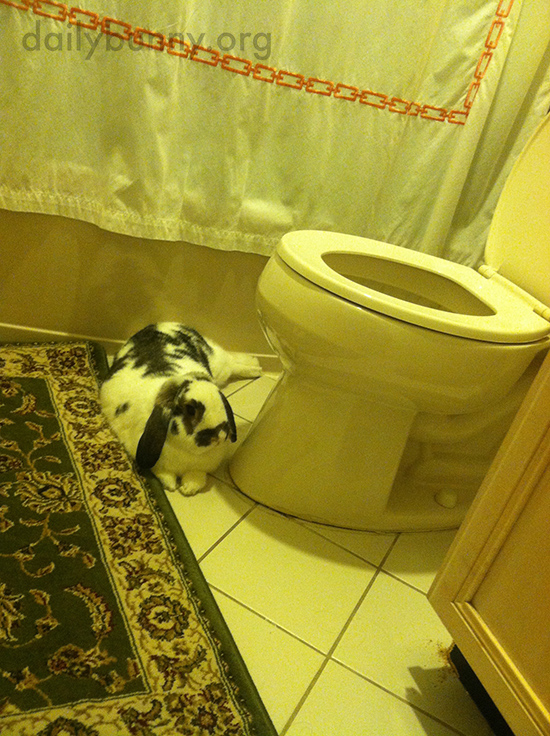 Nobody Uses the Bathroom Unless Bunny Gets a Treat 1