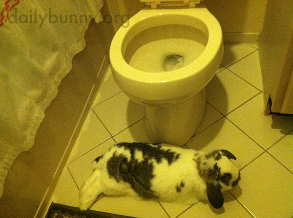 Nobody Uses the Bathroom Unless Bunny Gets a Treat 2