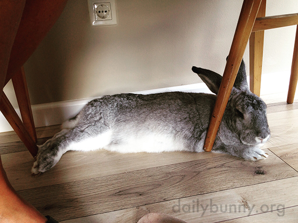 Bunny's Favorite Chill-Out Spot Is Under the Table 1