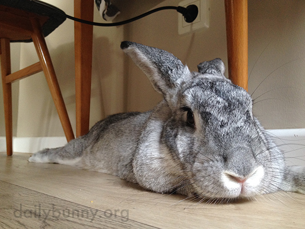 Bunny's Favorite Chill-Out Spot Is Under the Table 2