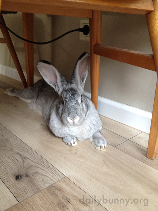Bunny's Favorite Chill-Out Spot Is Under the Table 3
