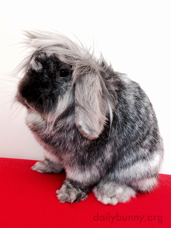 Bunny Experiments with Styling Her Fabulous Fur