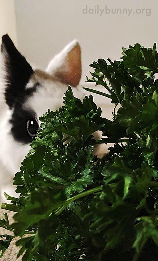 Bunny's Steely Gaze Marks His Determination to Devour All That Parsley