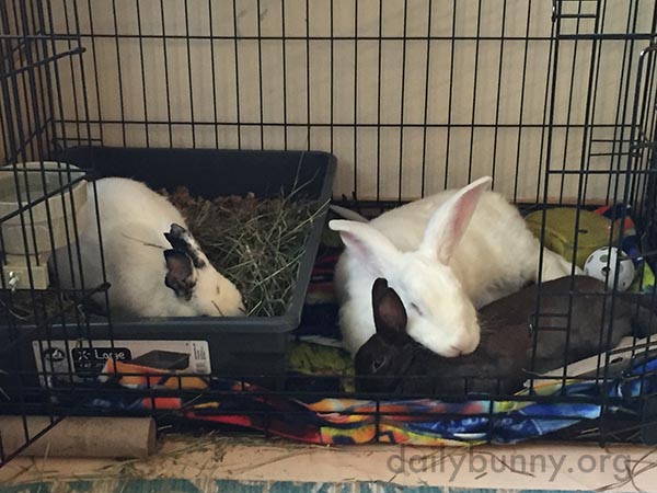 Bunnies That Snooze Together Stay Together