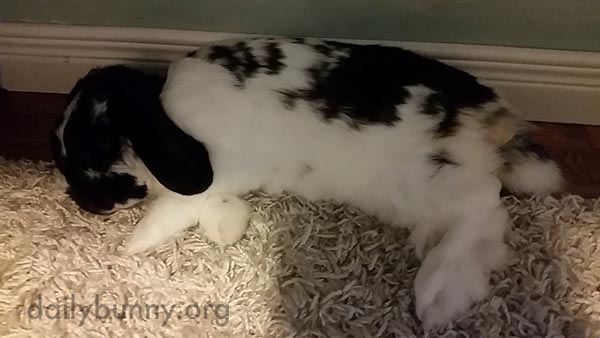 Flopped Bunny Has a Nap and a Little Massage