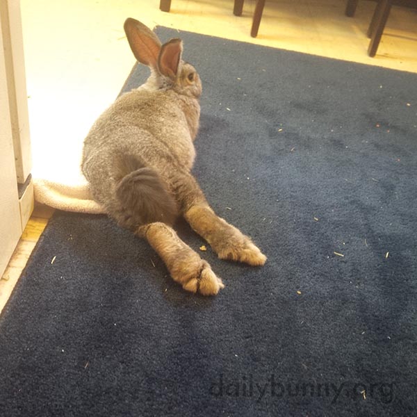 Bunny Stretches Out on the Kitchen Rug Where She Can Supervise the Cooking 1