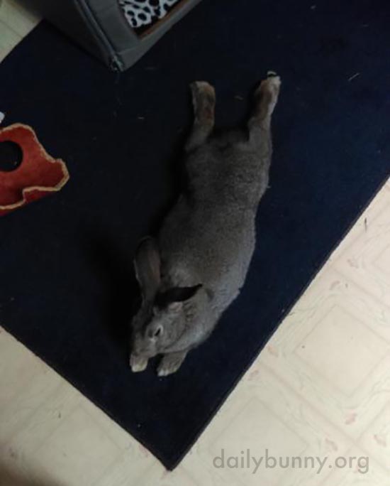 Bunny Stretches Out on the Kitchen Rug Where She Can Supervise the Cooking 2