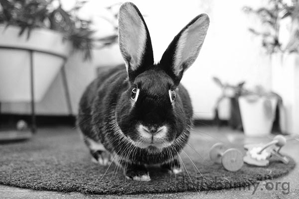 Bunny's Big Eyes Are Full of Wonder, Inquisitiveness, Hope, and Innocence