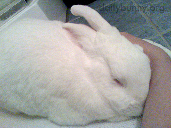 Bunny Seems to Want Some Attention Paid to His Head