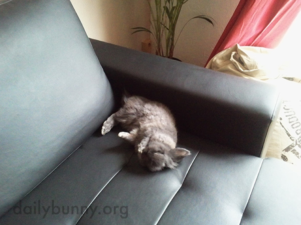 Bunny Finds a Very Floppable Spot on the Sofa 1
