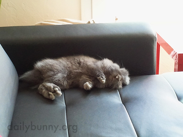 Bunny Finds a Very Floppable Spot on the Sofa 3