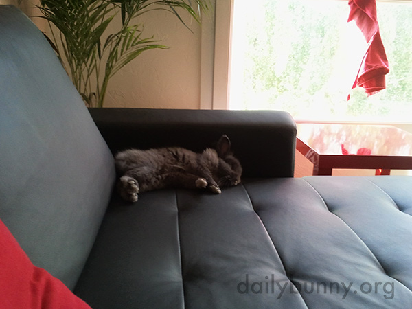 Bunny Finds a Very Floppable Spot on the Sofa 4