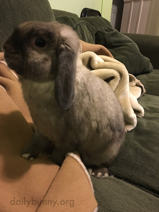 Bunny Asks for Attention with Increasing Insistence 2