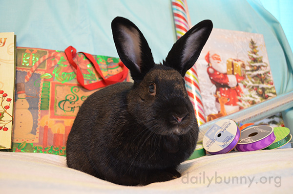 Bunny Will Supervise the Wrapping of Christmas Presents