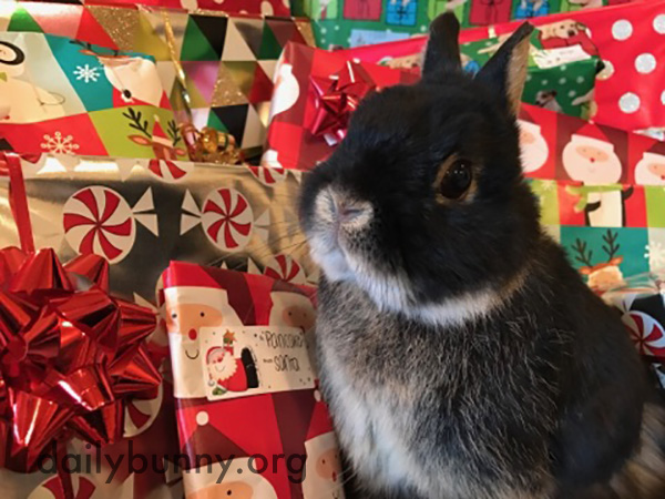 It's the Daily Bunny's Christmas 2016 Mega-Post! 1