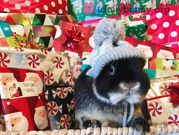 It's the Daily Bunny's Christmas 2016 Mega-Post! 2