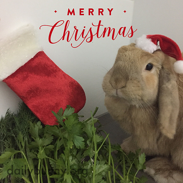 It's the Daily Bunny's Christmas 2016 Mega-Post! 5