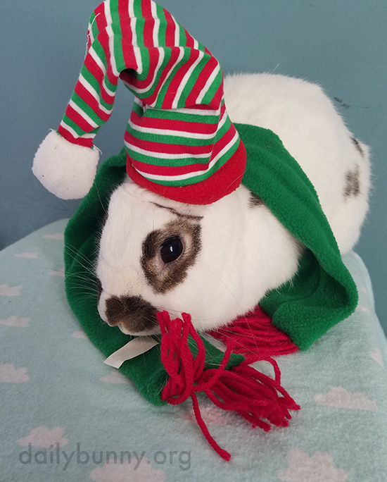 It's the Daily Bunny's Christmas 2016 Mega-Post! 8