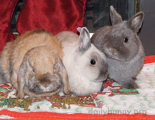 It's the Daily Bunny's Christmas 2016 Mega-Post! 9