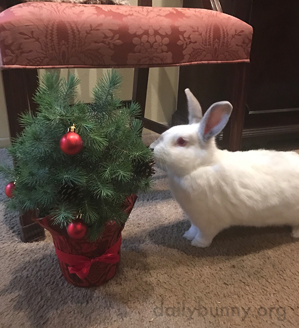It's the Daily Bunny's Christmas 2016 Mega-Post! 10