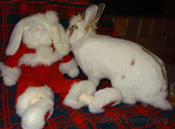 It's the Daily Bunny's Christmas 2016 Mega-Post! 16