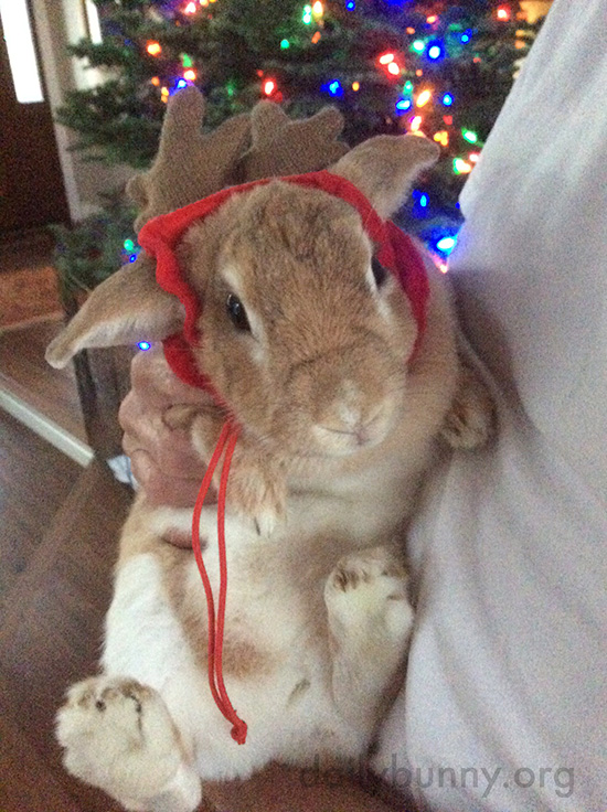 It's the Daily Bunny's Christmas 2016 Mega-Post! 18