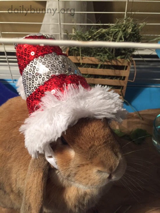 It's the Daily Bunny's Christmas 2016 Mega-Post! 24