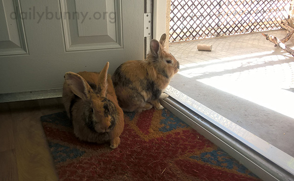 Bunnies Enjoy the View and Sunshine from the Comfort of the Indoors