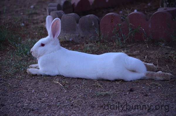 Bunny Stretches Out in the Cool Dirt at Dusk