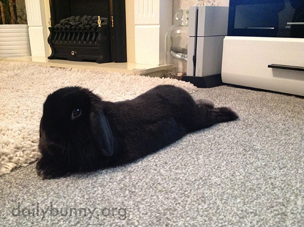 Bunny Stretches Out in the Middle of the Carpet