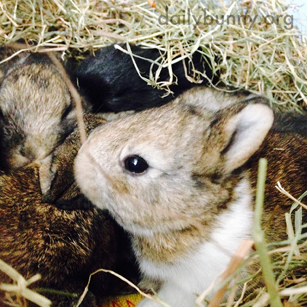 Tiny Baby Bunnies Cuddle Tightly Together