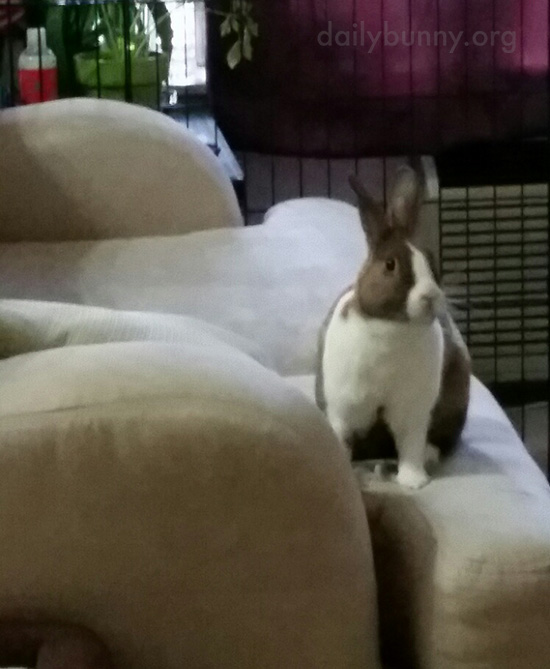 Bunny Plans Her Next Mischief