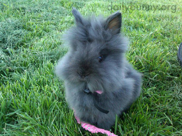 Fluffy Bunny Scans the Park, Looking Where to Romp First