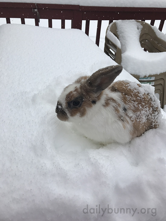 Bunny Checks Out the Newly-Fallen Snow 1